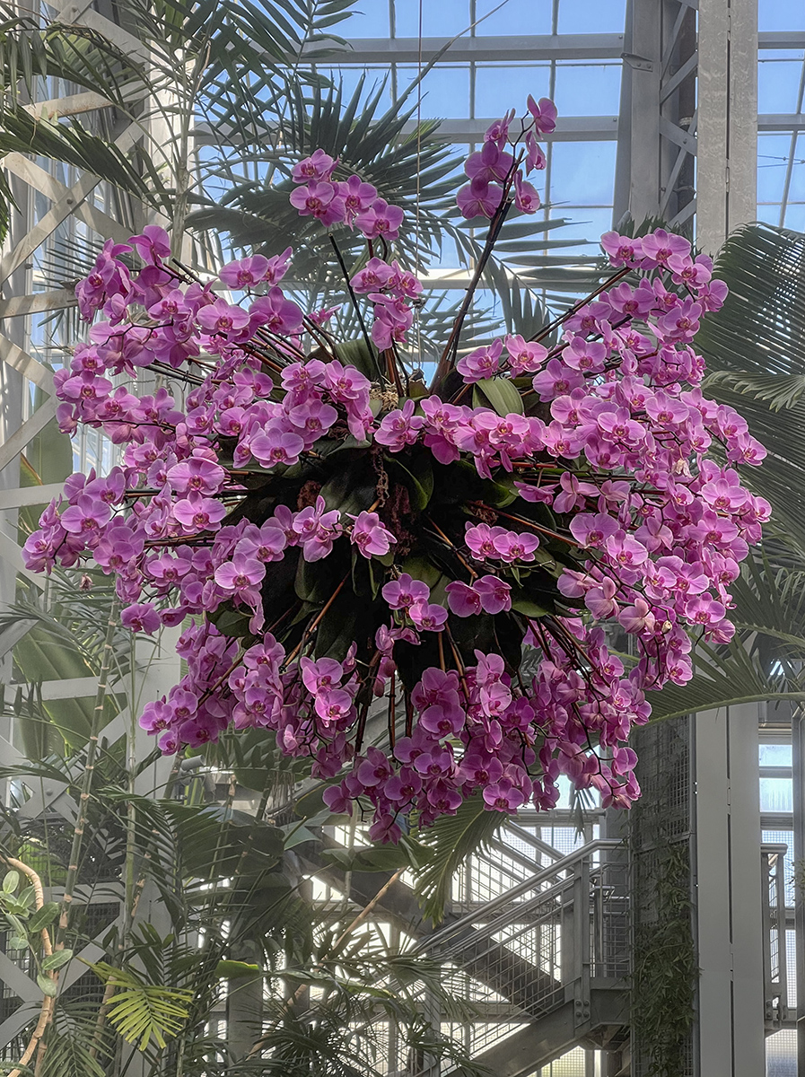 Orchid show
