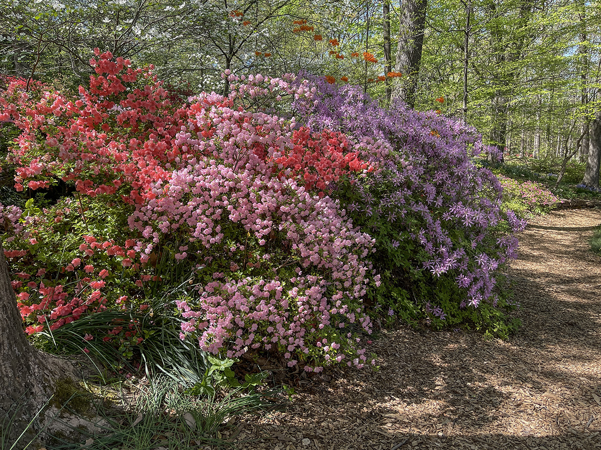 Along the trail