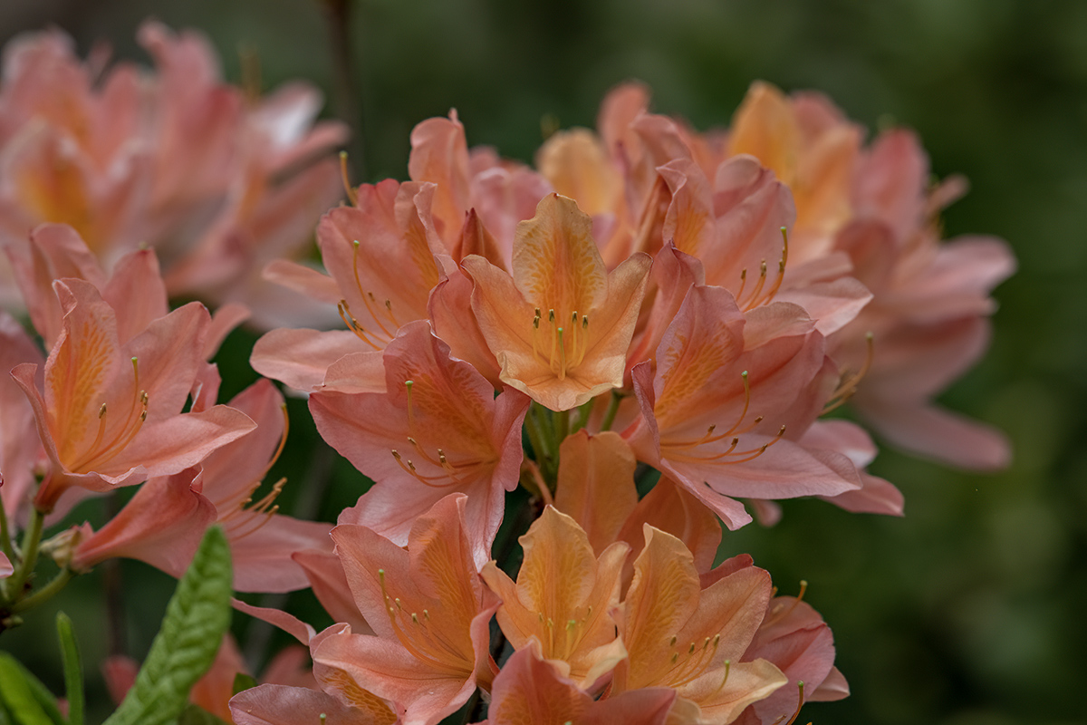 Yellow in a sea of pink