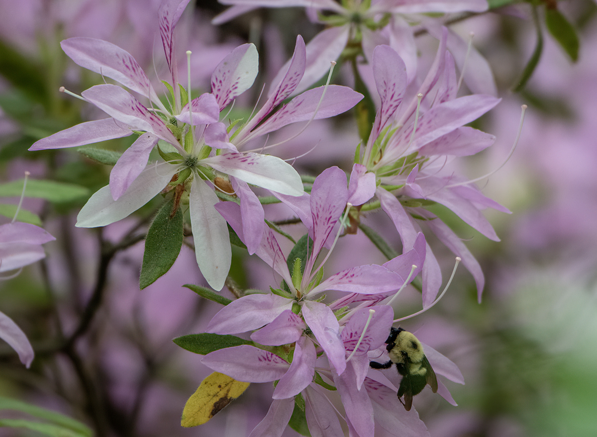 Bee with good taste in flowers