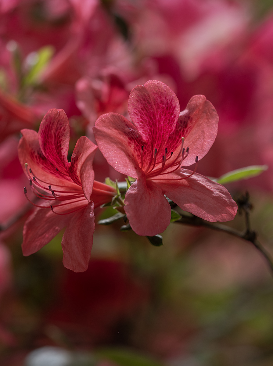 Rosy ending