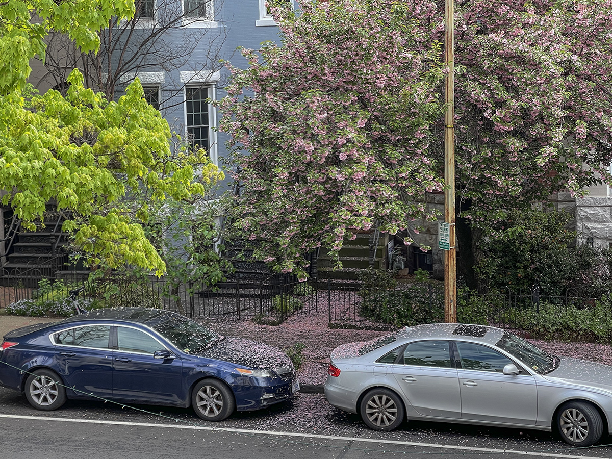 Life under a flowering tree