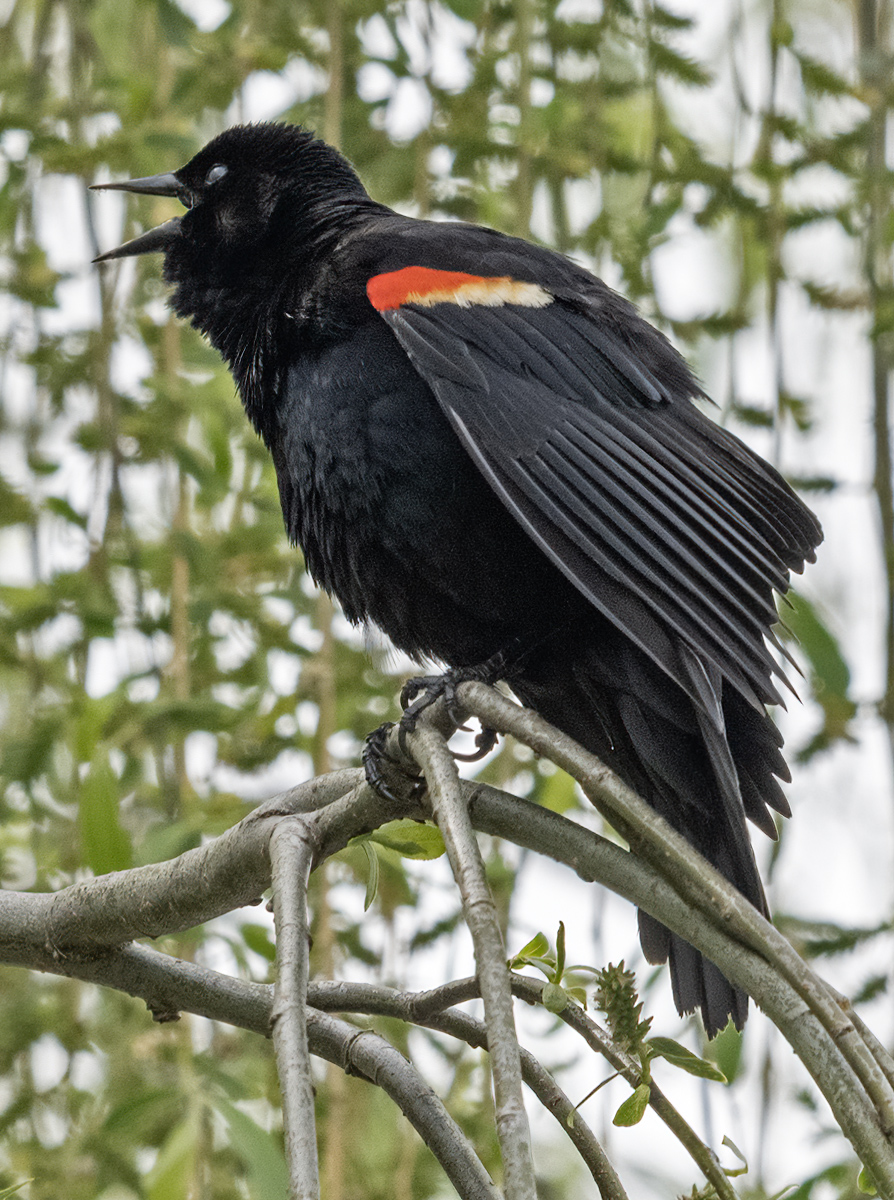 Red-winged blackbird with something to say