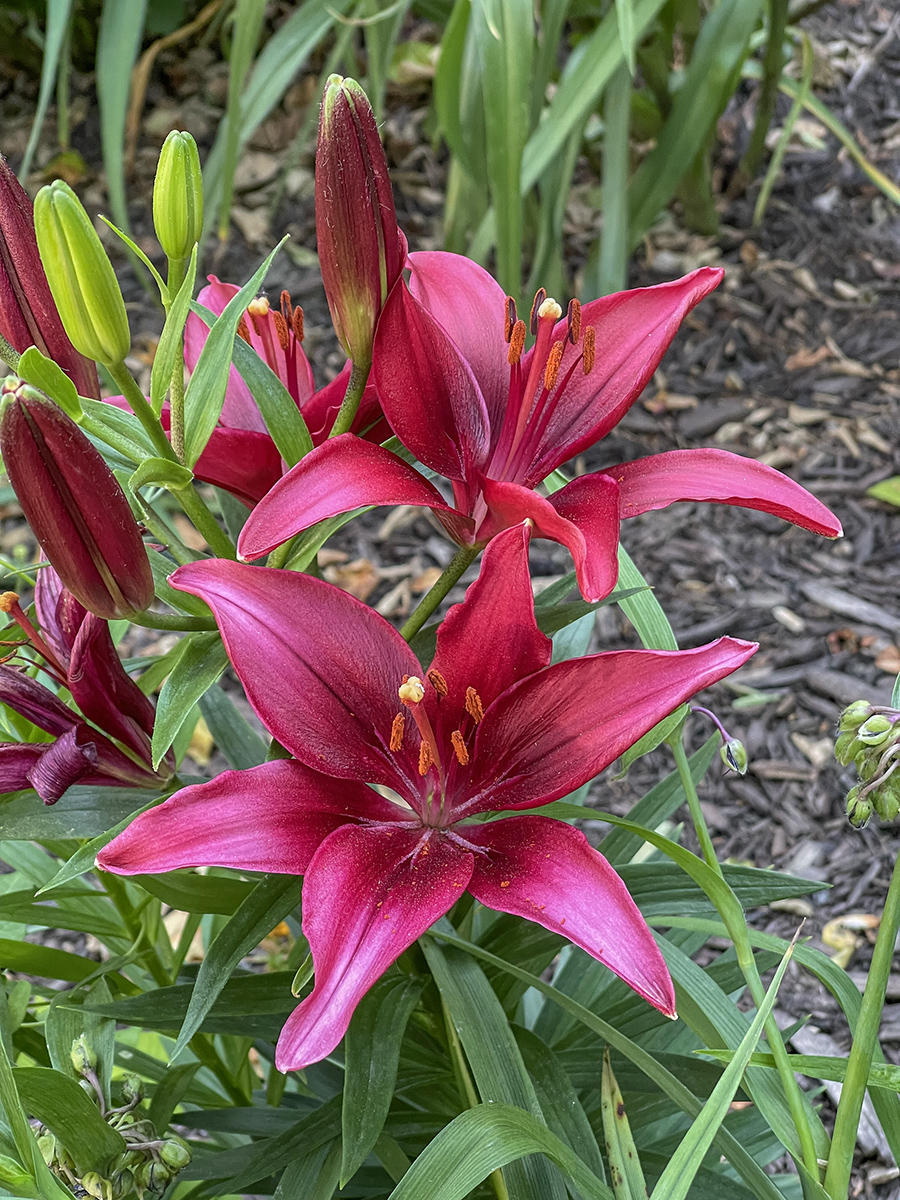 Its lily time again