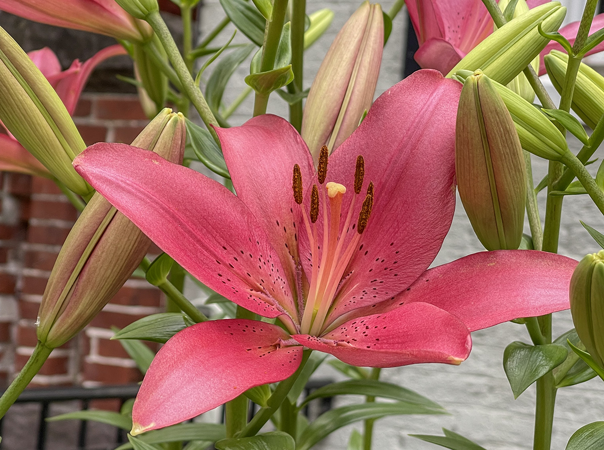 Pink lilies