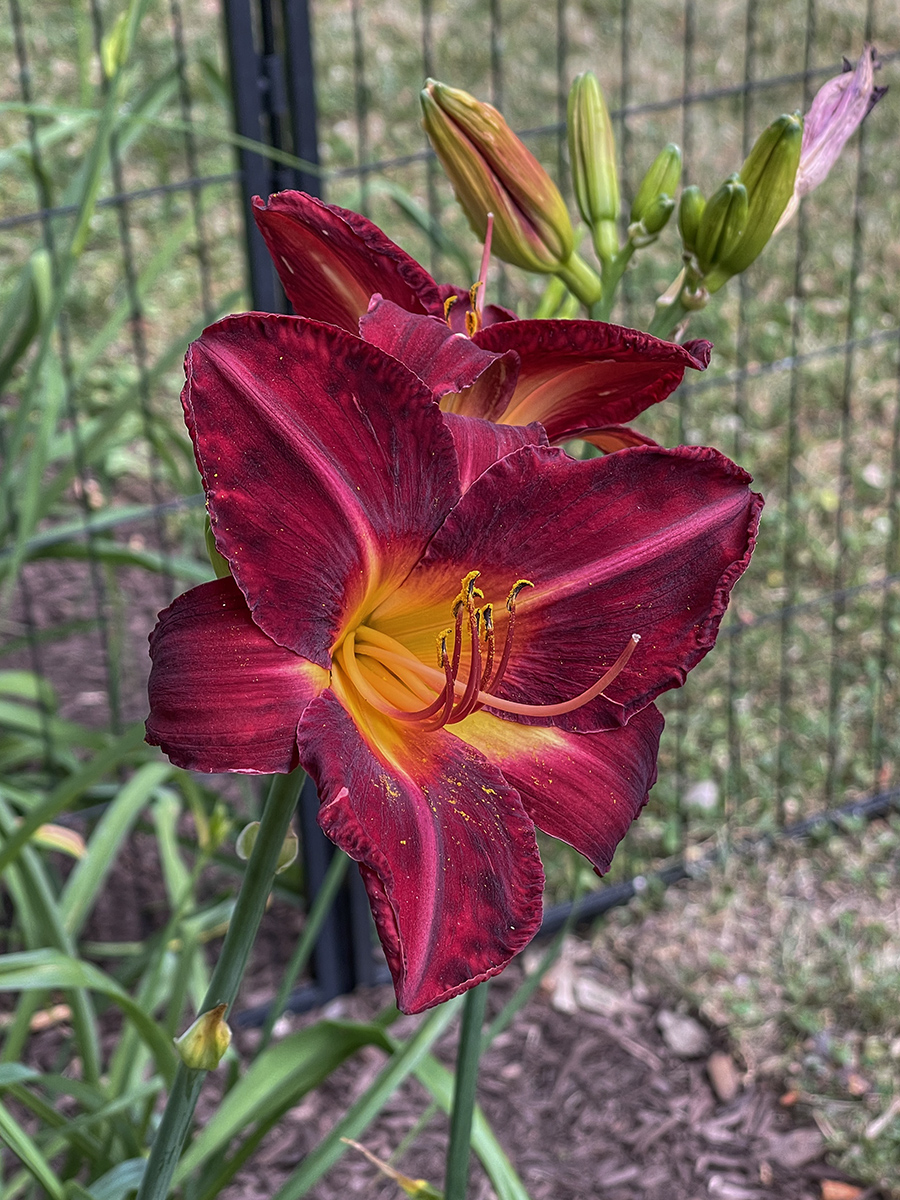 Heart of gold