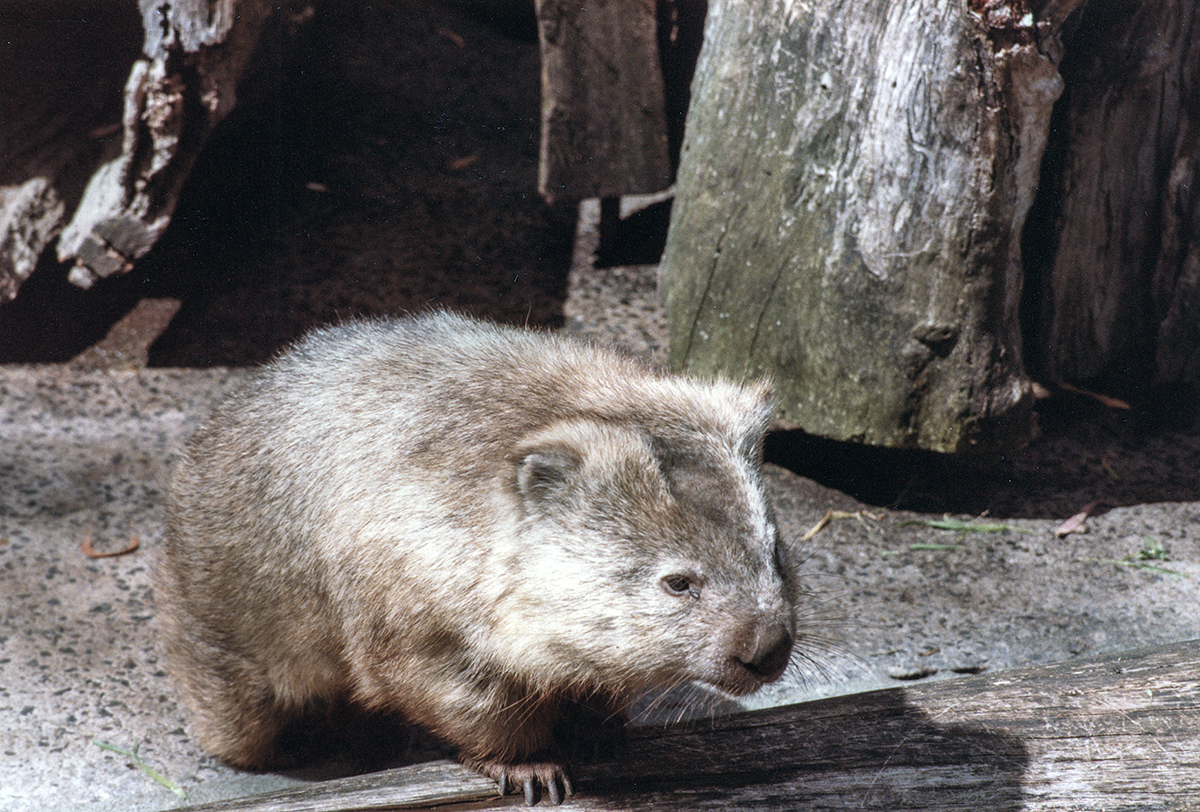 Wombat, Healesville Sanctuary, VIC