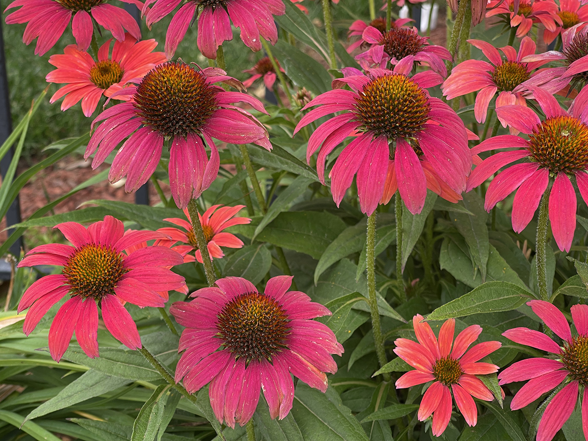 Brilliant coneflowers