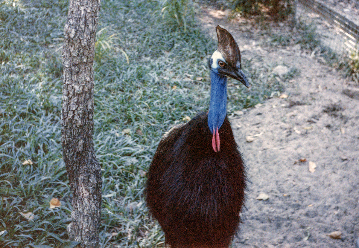 Worlds most dangerous bird, Cairns