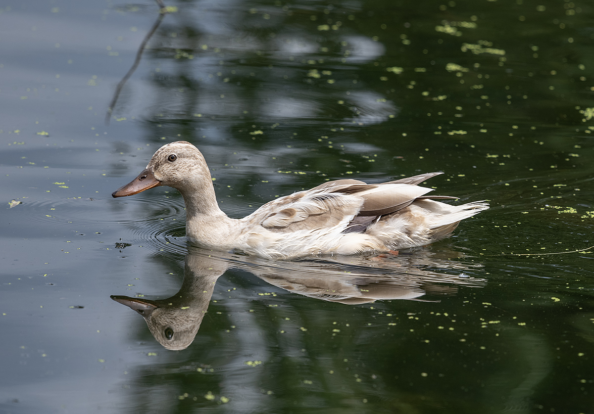 Unusual visitor at the gardens
