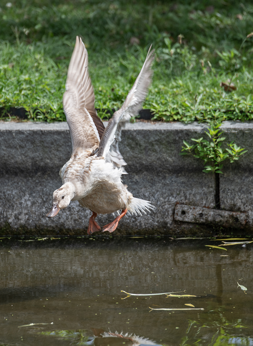 Flying leap