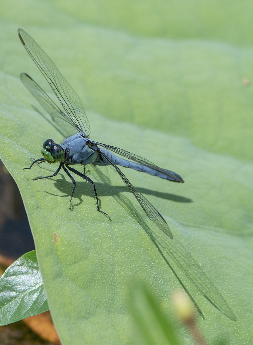 Obliging dragonfly