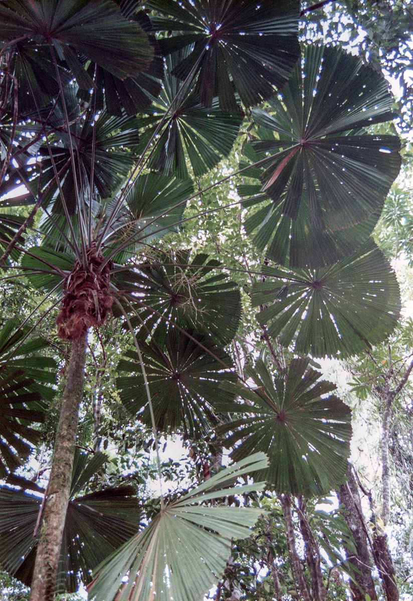 Rainforest, FNQ
