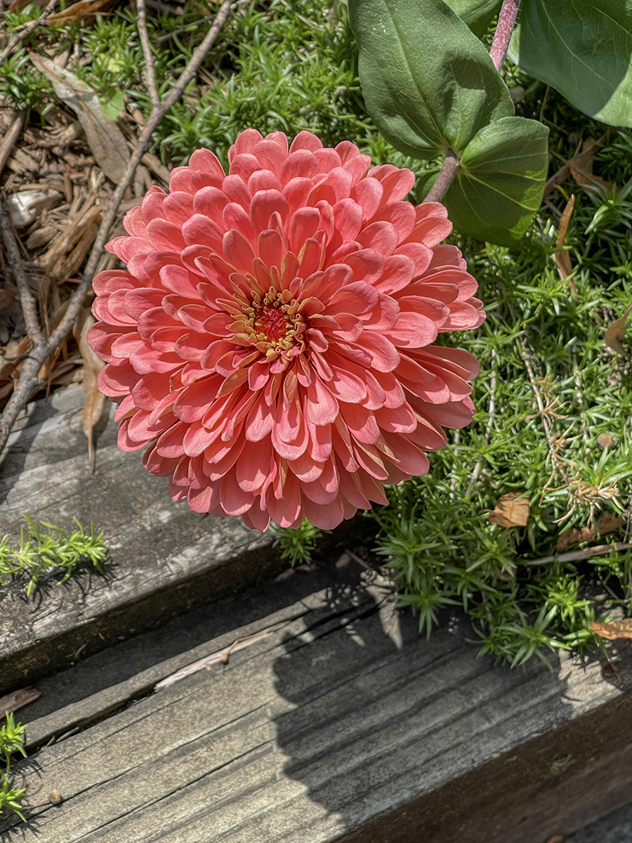 Summer beauty