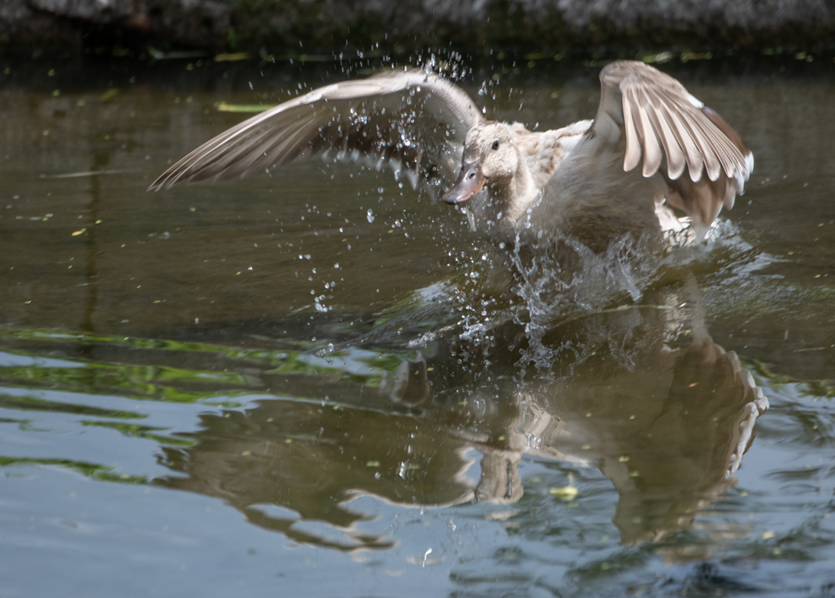 Splash landing