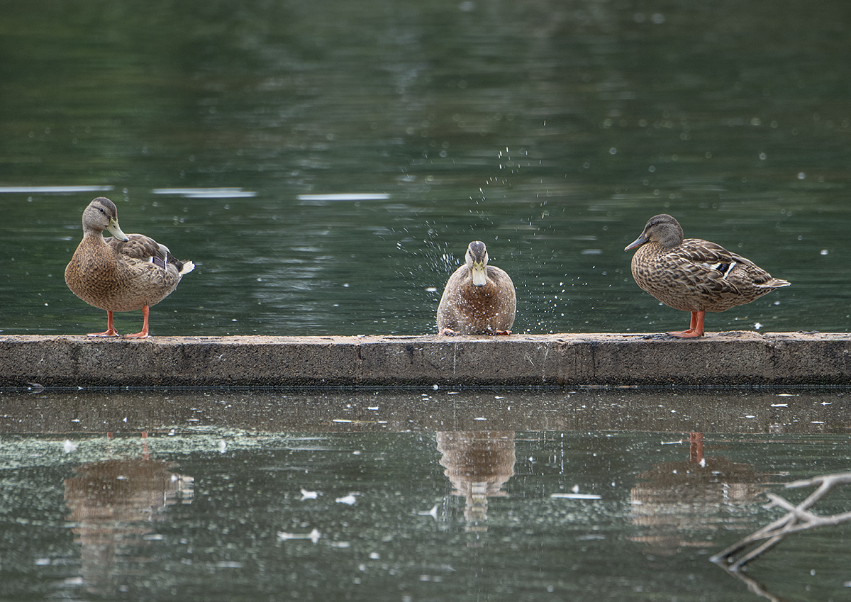 Observing