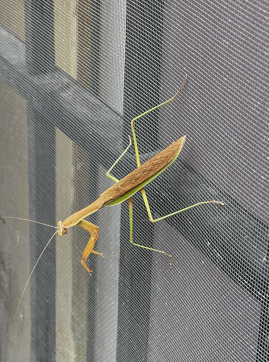 Unusual visitor