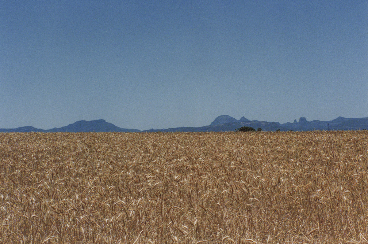 Wheat field, NSW