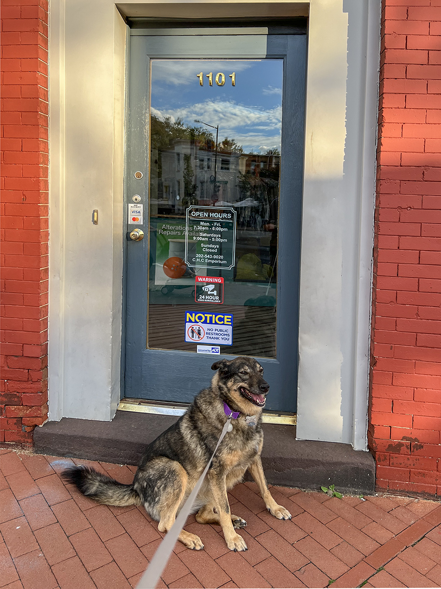 Queenie and the (closed) dog cookie dry cleaners