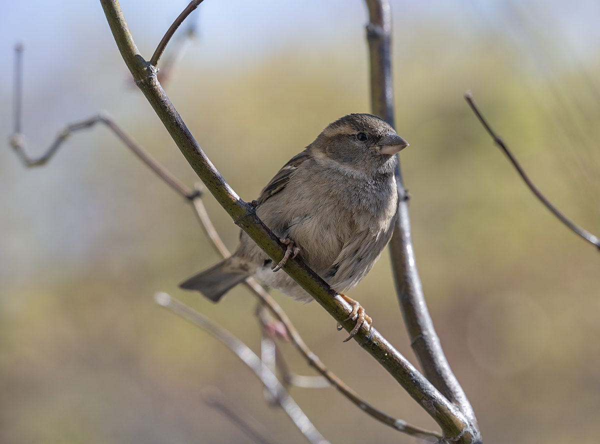 Spring sparrow