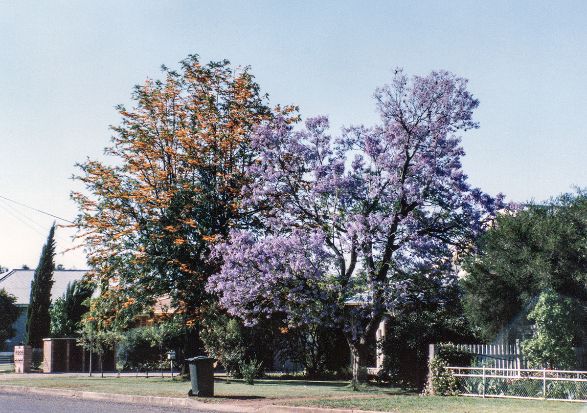 Jacaranda tree in NSW