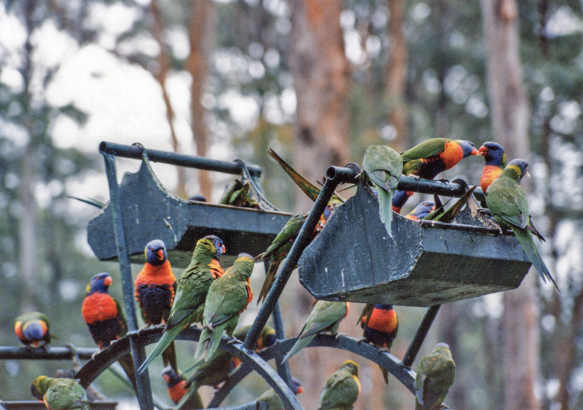 Crowd at the Sanctuary Hotel, Coffs Harbour, NSW