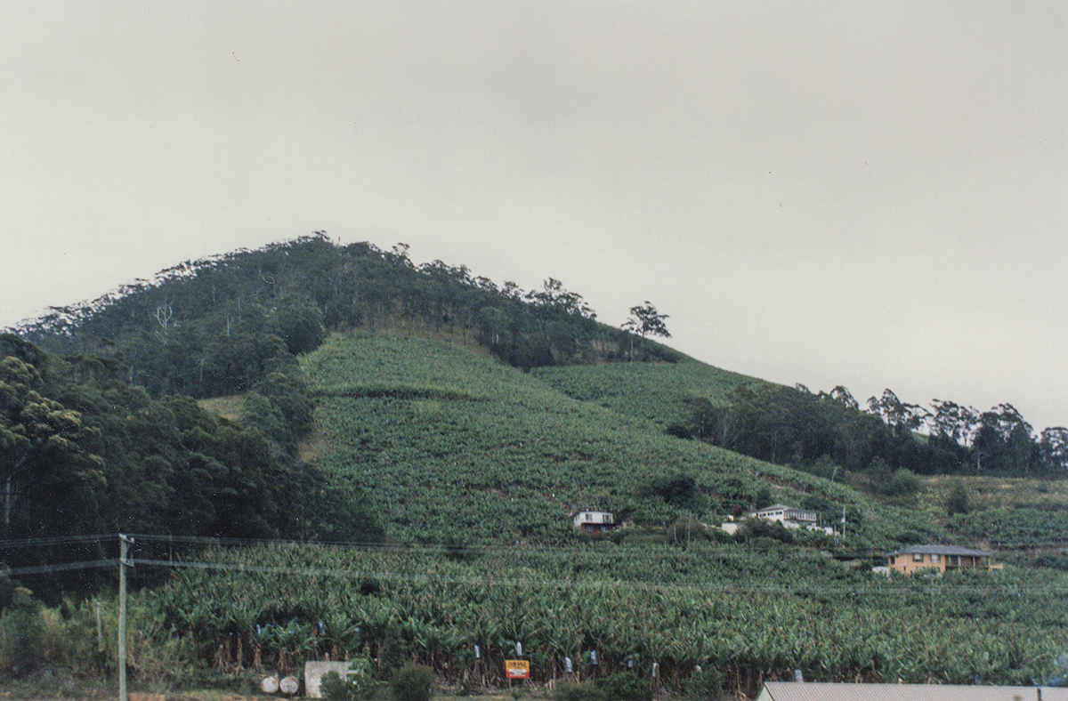 Banana plantation, Coffs Harbour, NSW