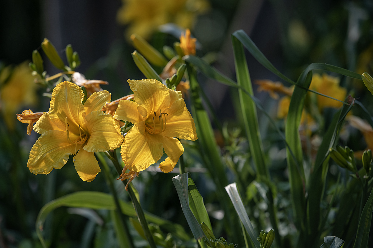 Neighboring lilies