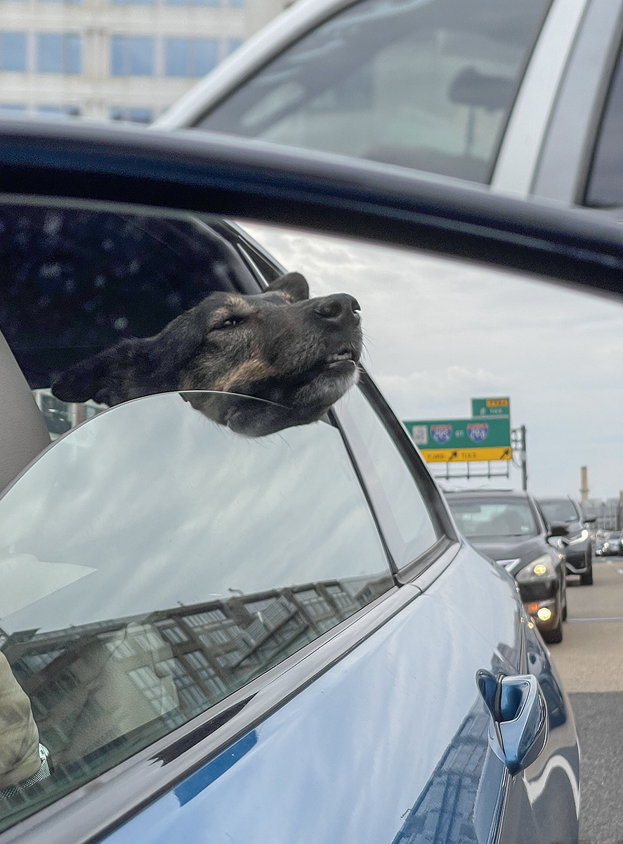 A real car dog