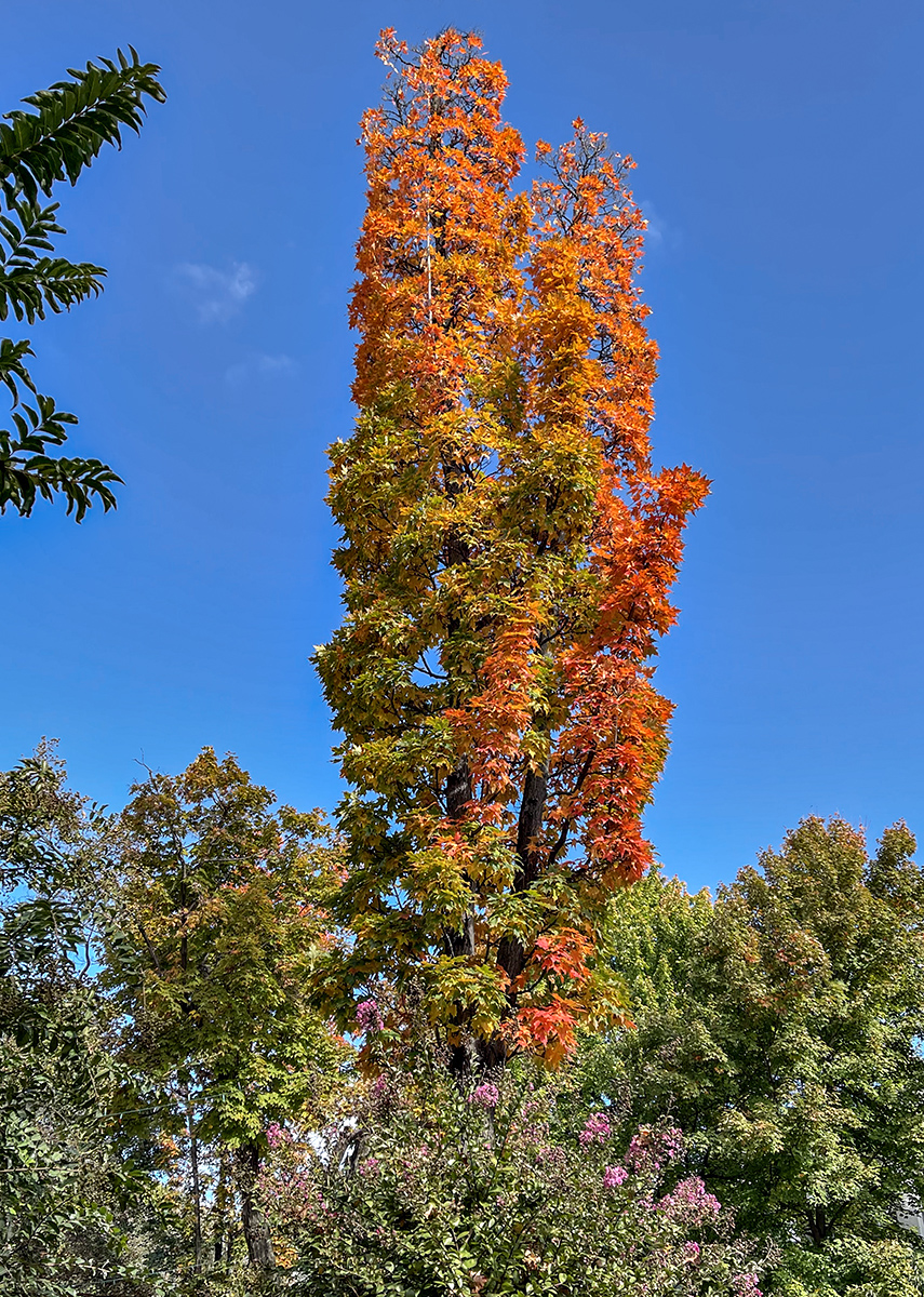 First sign of fall