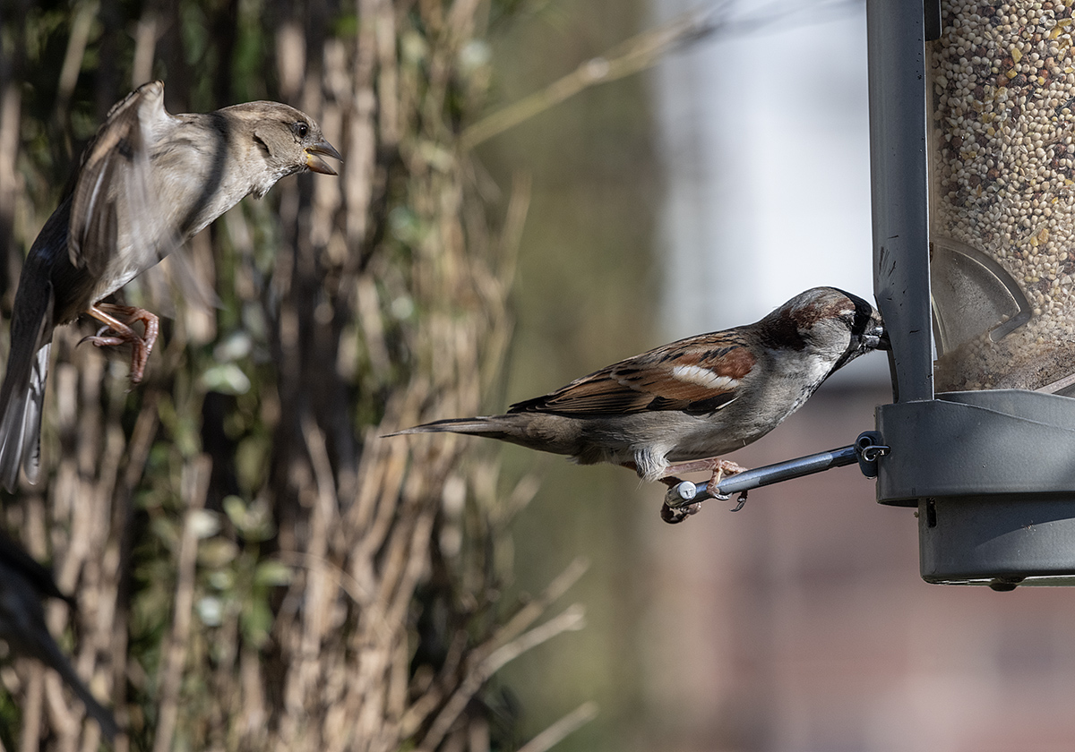Quit hogging the bird feeder!