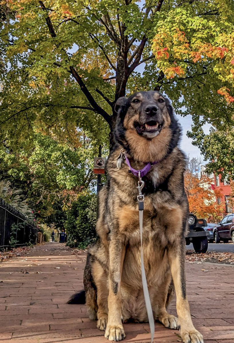 Queenie enjoying the fall color