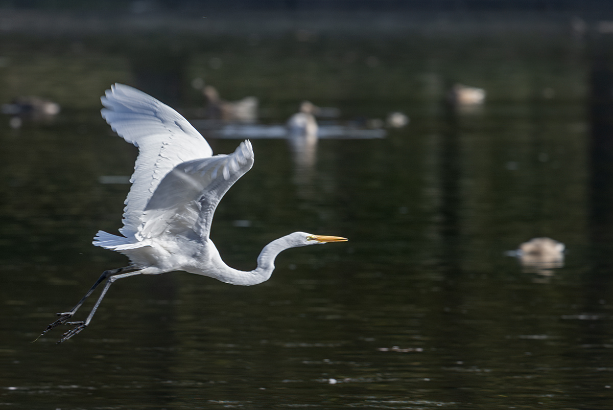 The great egret saga: Departure (6/6)
