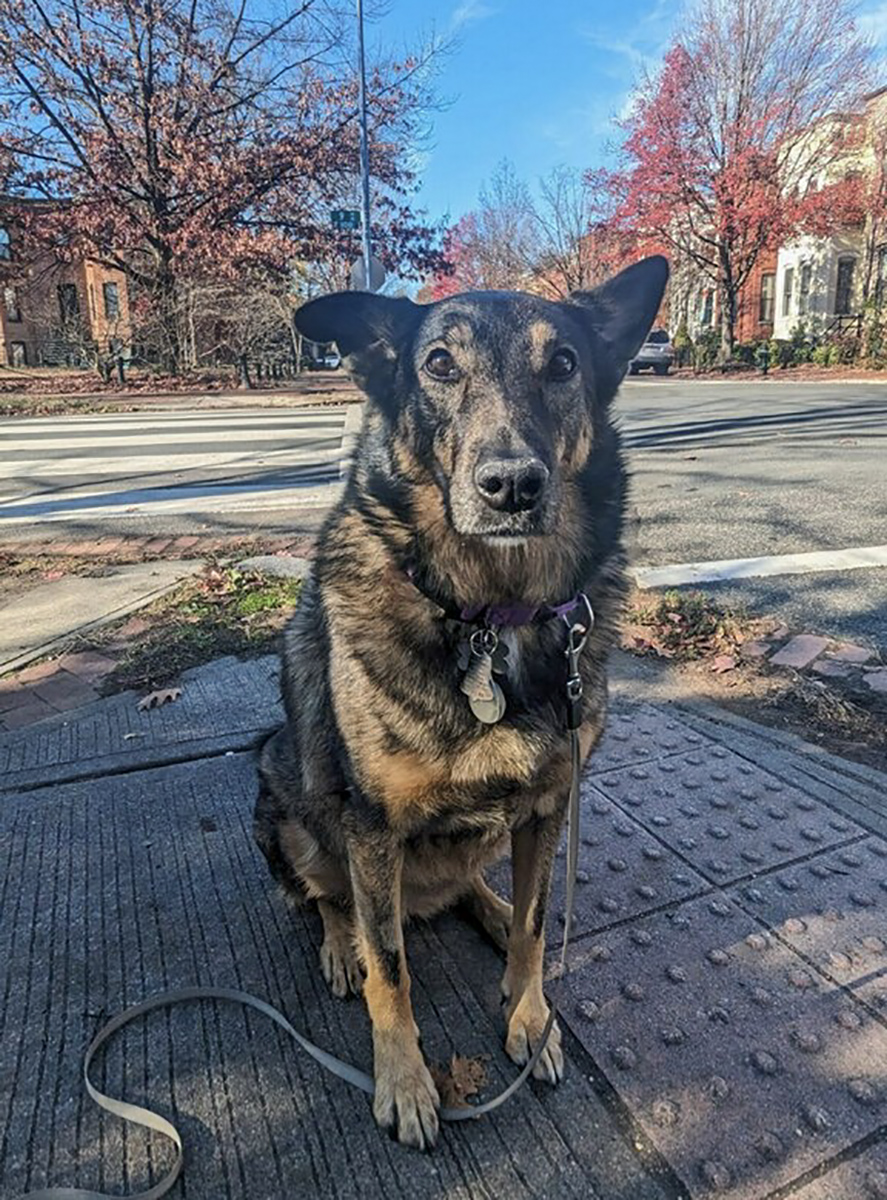 Wheres my treat for stopping at the corner?