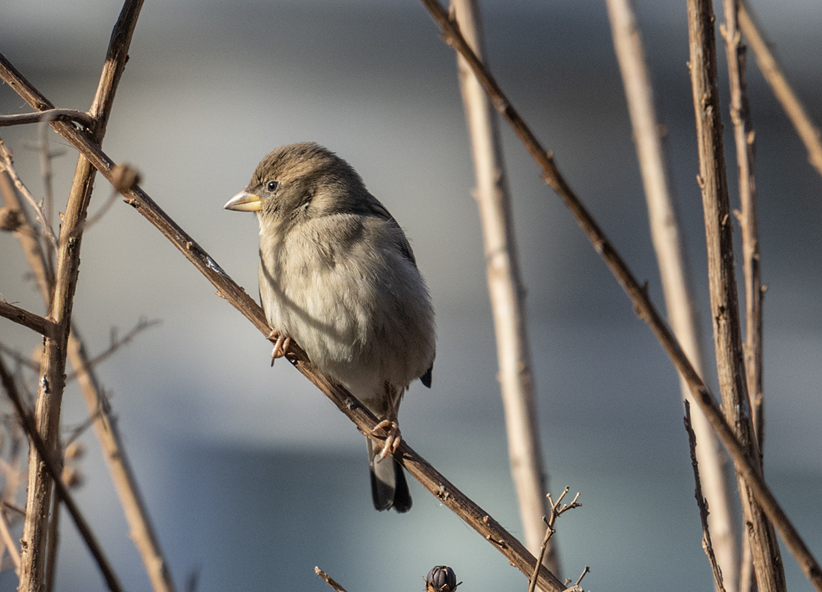 Pretty sparrow