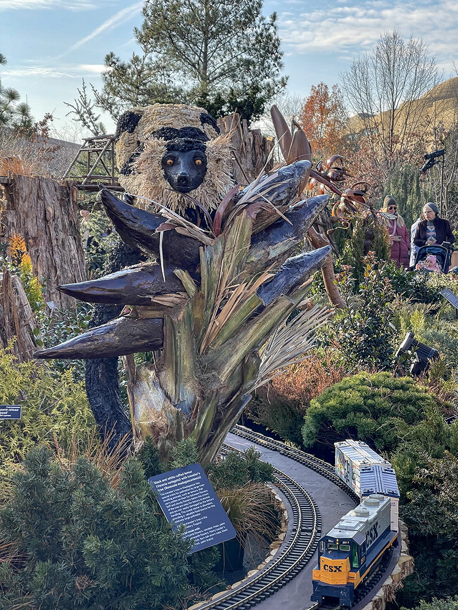 Lemur pollinating a travelers tree flower