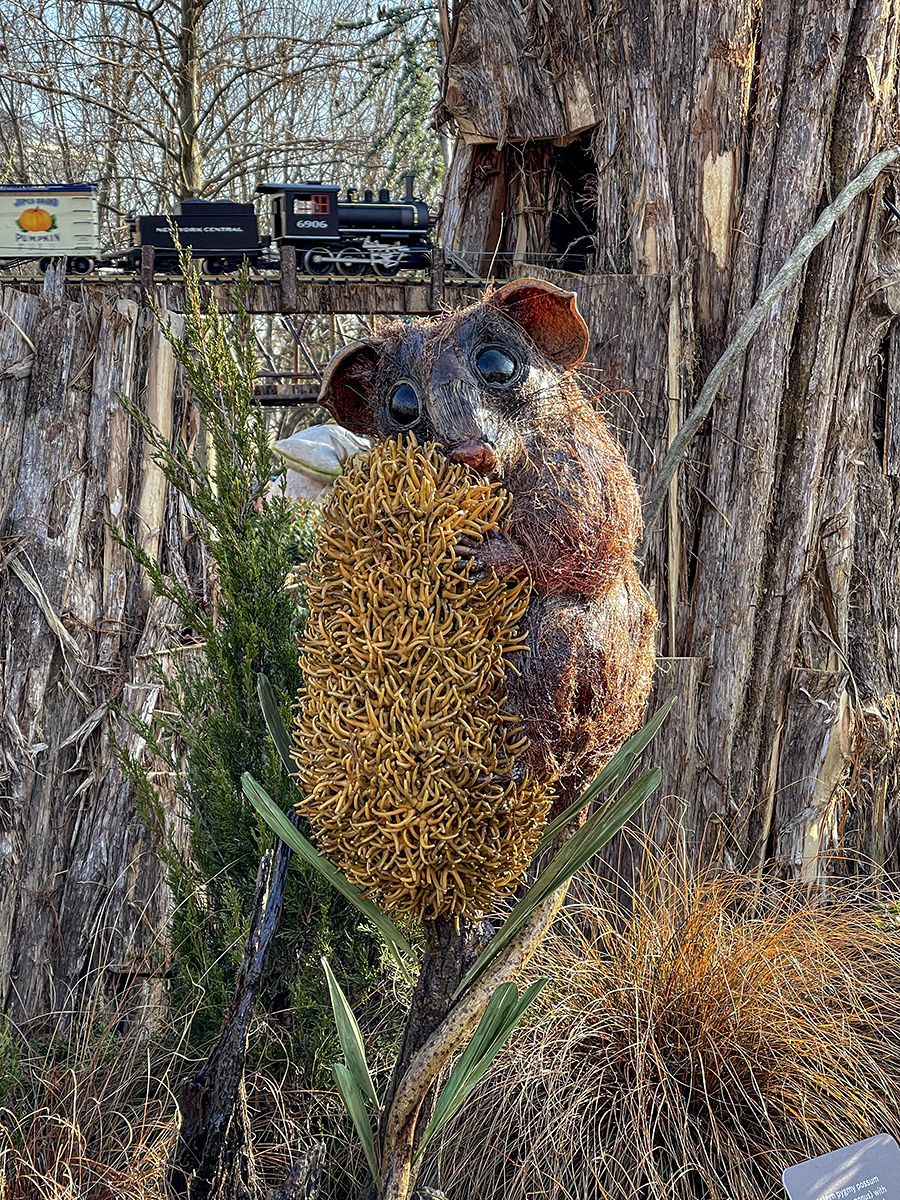 Pygmy possum pollinating a banksia flower
