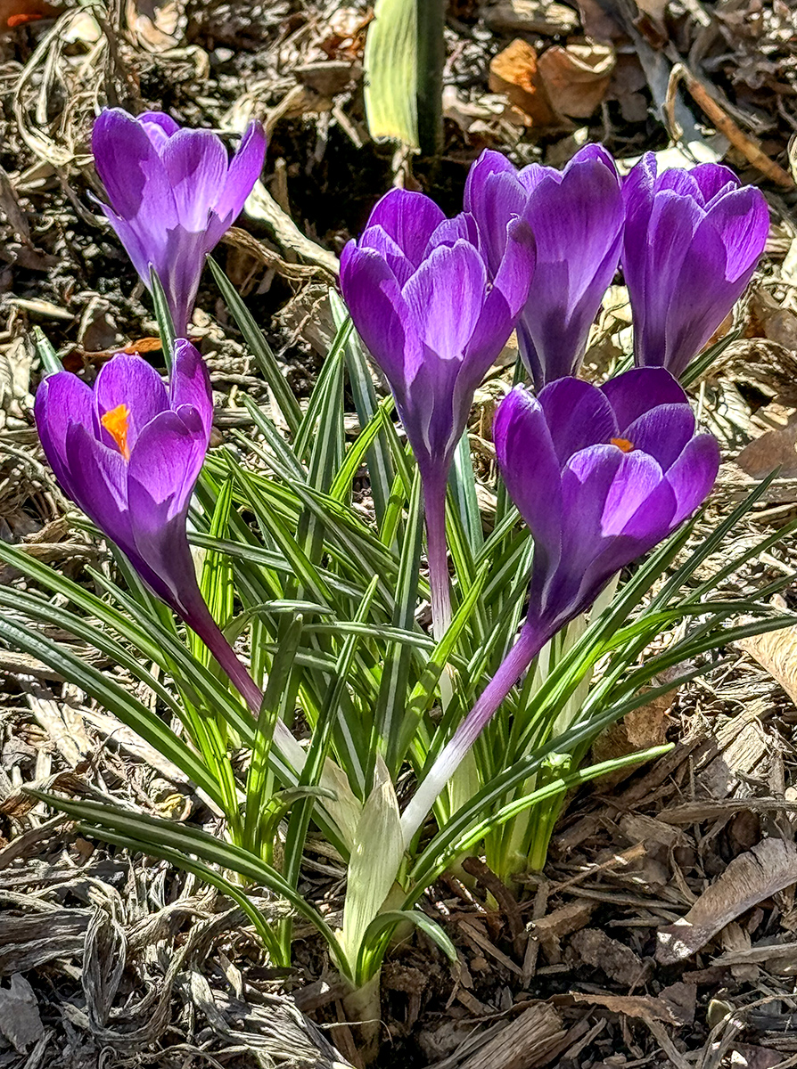 Spring has arrived