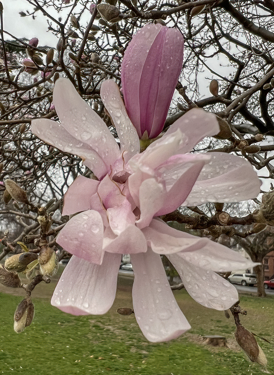 Early spring