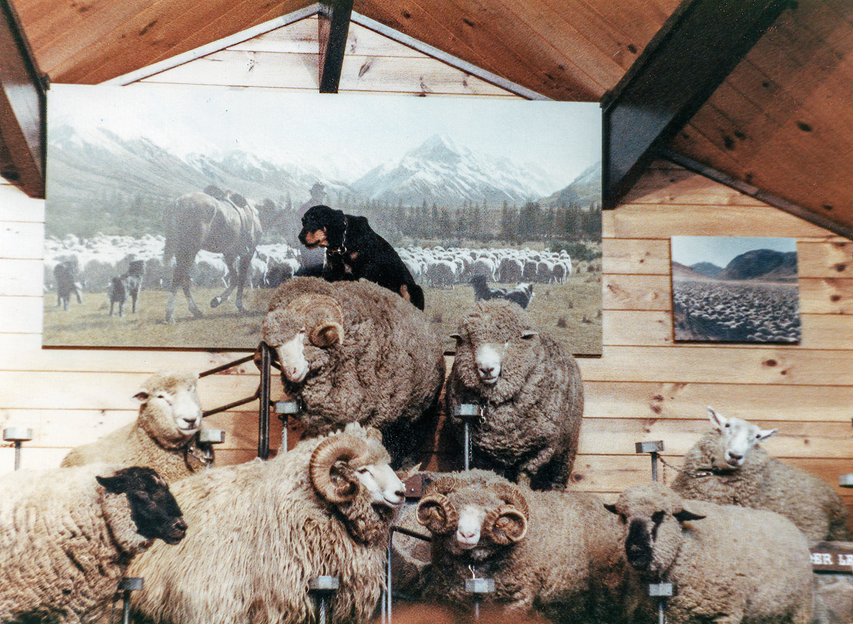 Working dog and his charges, Agrodome