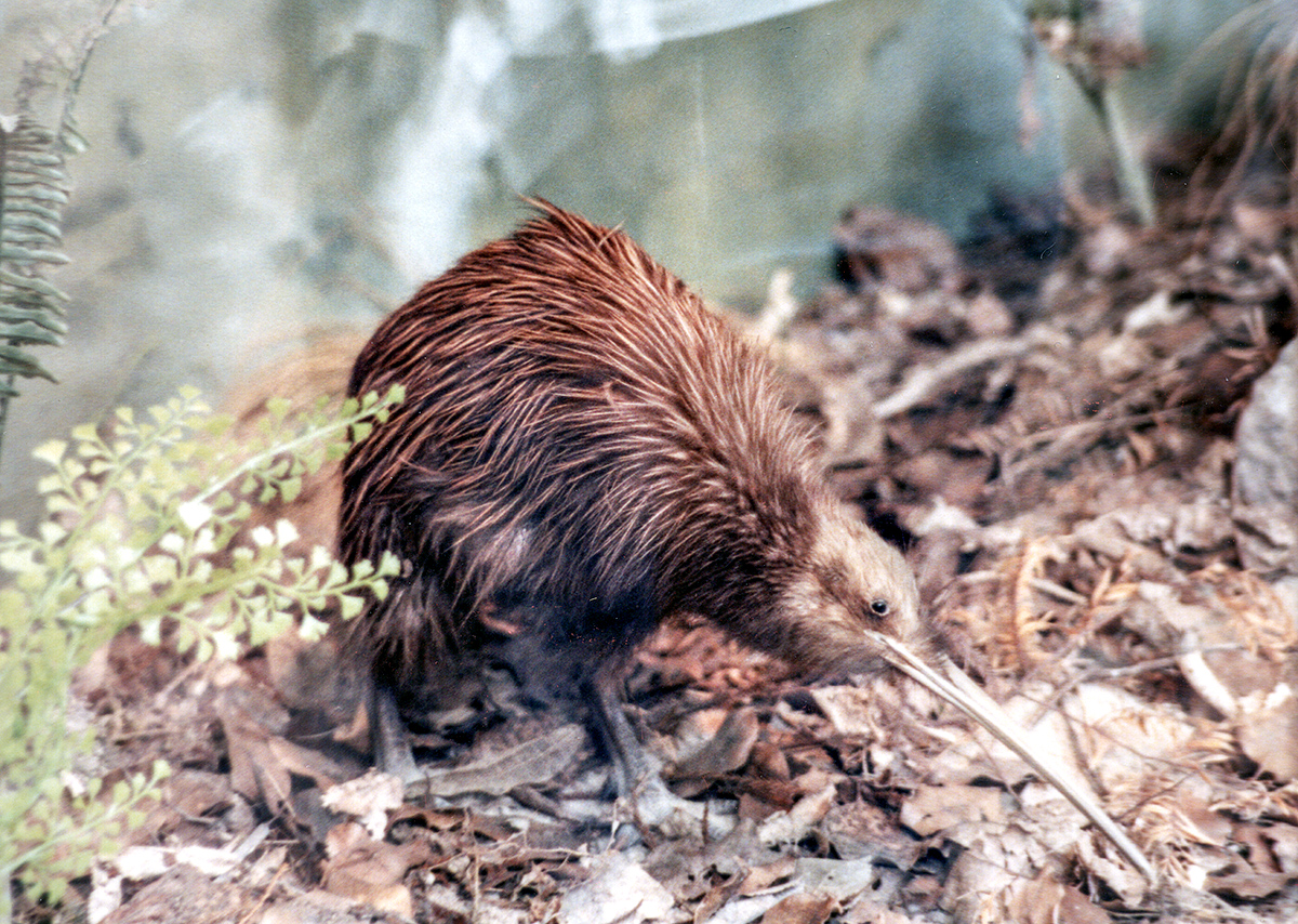 The curious kiwi
