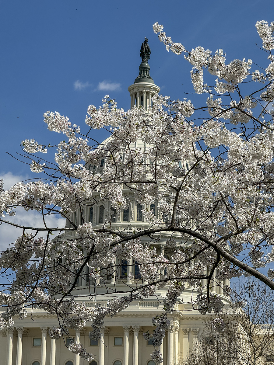 The cherry blossoms have arrived!