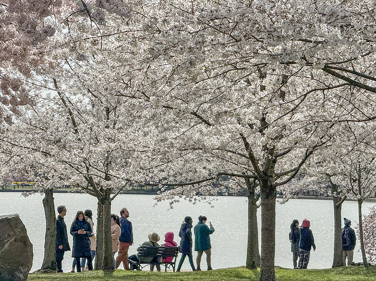 Enjoying the cherry blossoms