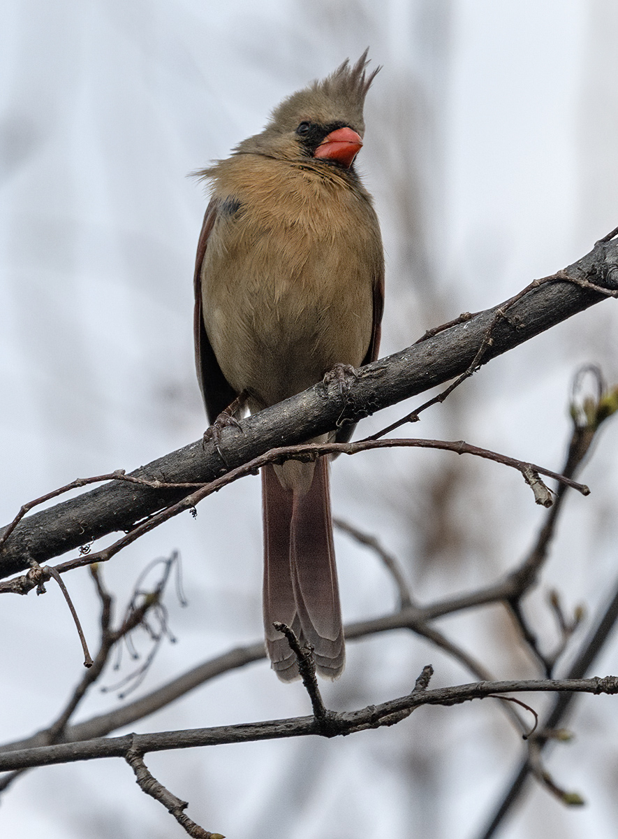The return of Mrs. Cardinal
