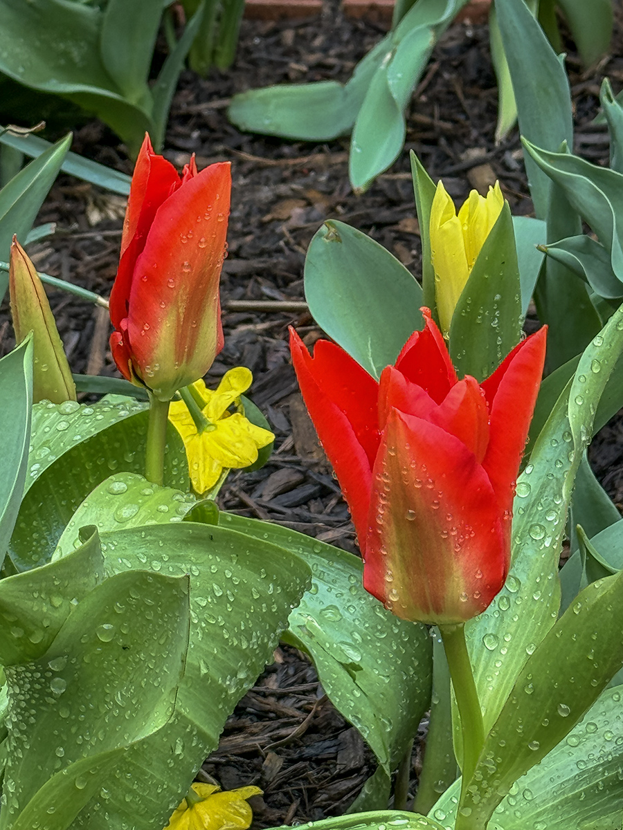 Tulip time!