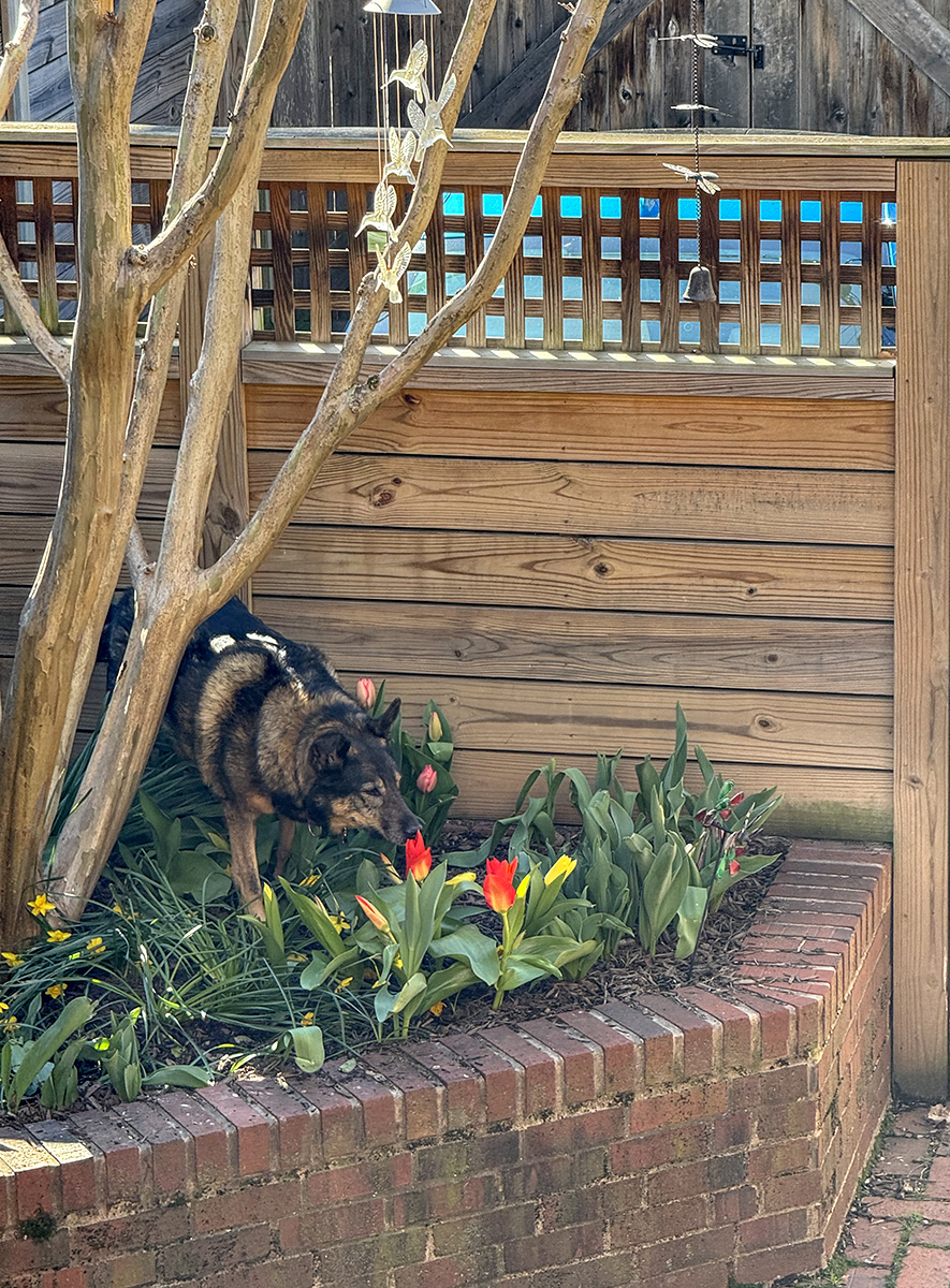 Queenie and the tulips