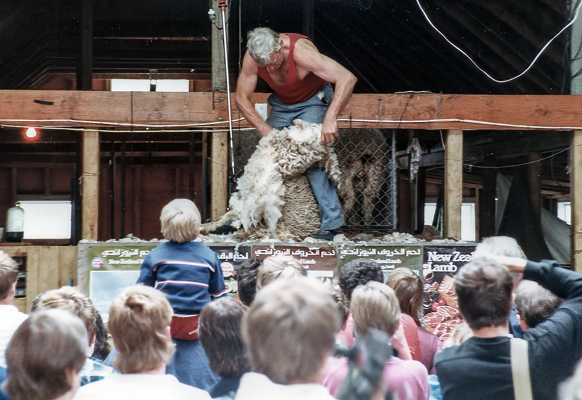 Sheep shearing demonstration