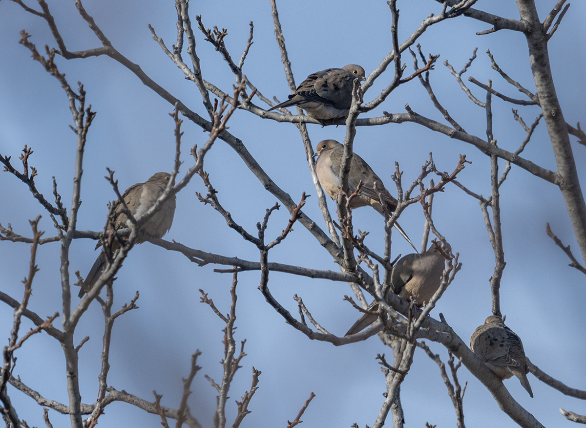5 doves in a tree