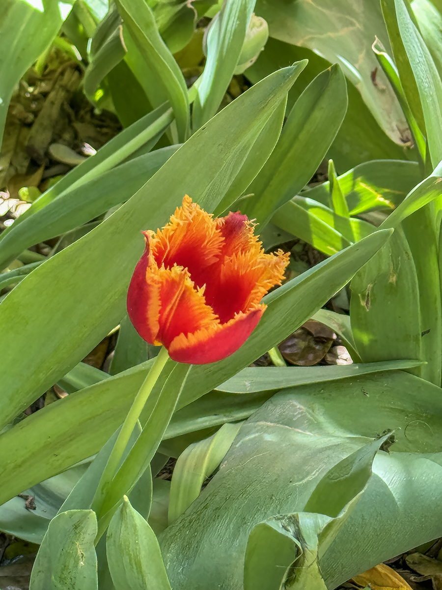 Last tulip standing