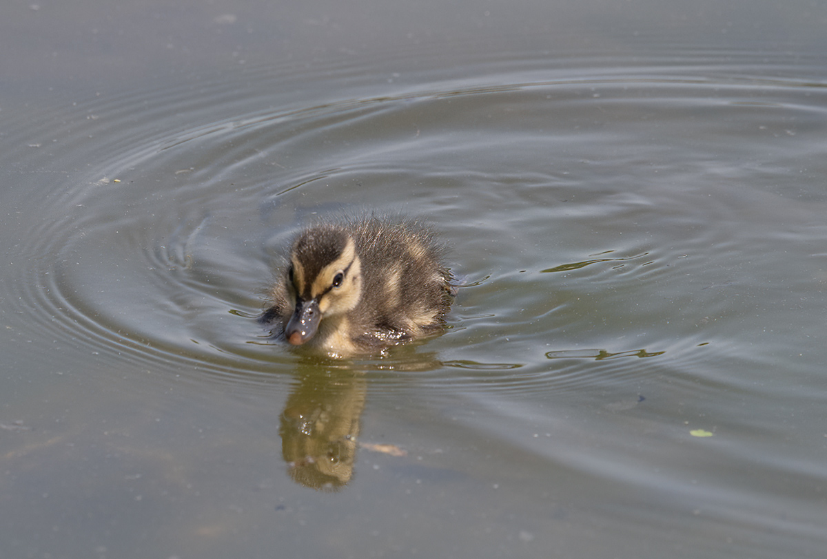 Lost duckling